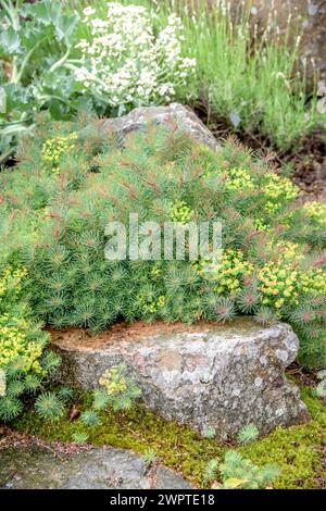 Cypress Spurge (Euphorbia cyparissias 'Fens Ruby'), Botanischer Garten, Göteborg, Vaestra Goetalands laen, Schweden Stockfoto