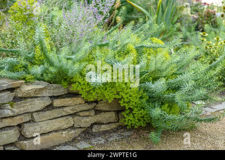 Steppenspurge (Euphorbia seguieriana subsp. Niciciana), Bundesgartenschau Havelregion 2015, Rathenow, Brandenburg, Deutschland Stockfoto