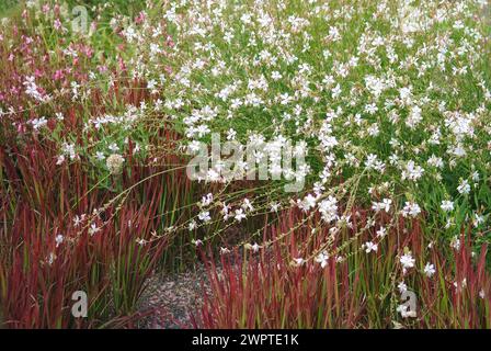 Lindheimersche Biene (Gaura lindheimeri), EGA-Park, Erfurt, 81 Stockfoto