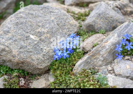 Bayerischer Enzian (Gentiana bavarica), Nationalpark hohe Tauern, Zell am See, Salzburg, Österreich Stockfoto