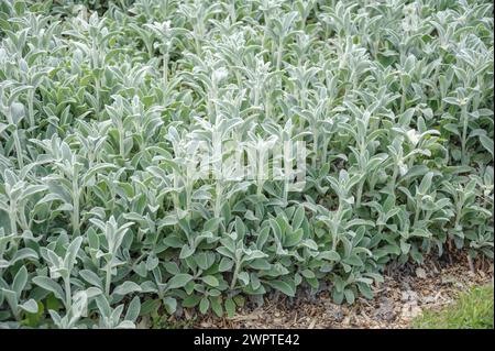 Wollziest (Stachys byzantina), Arboretum Woislowitz, Niemcza, Niederschlesien, Polen Stockfoto