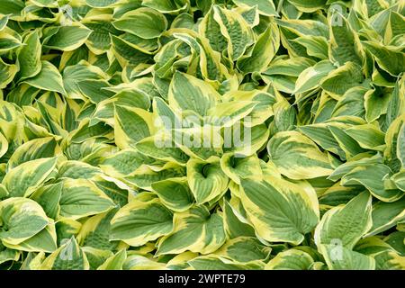 Funkia (Hosta 'Wide Crem'), Rhodo 2014, Bad Zwischenahn, Niedersachsen, Deutschland Stockfoto