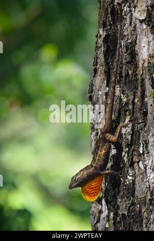 Eine Nahaufnahme einer braunen Anolis Sagrei, mit offener Wolle, Bokeh-grünem Hintergrund, Kopierraum Stockfoto