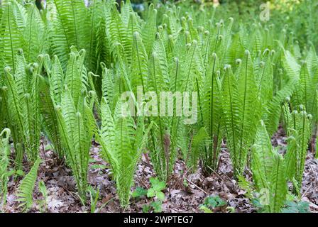 Europäischer Straußenfarn (Matteuccia struthiopteris), Rhododendron Park Bremen, Bremen, 81 Stockfoto