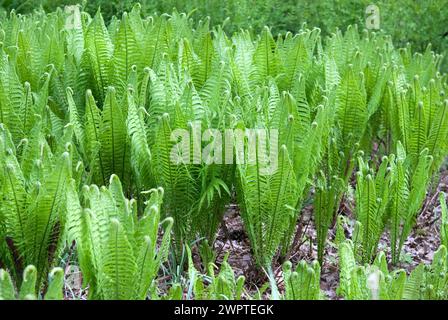 Europäischer Straußenfarn (Matteuccia struthiopteris), Rhododendron Park Bremen, Bremen, 81 Stockfoto