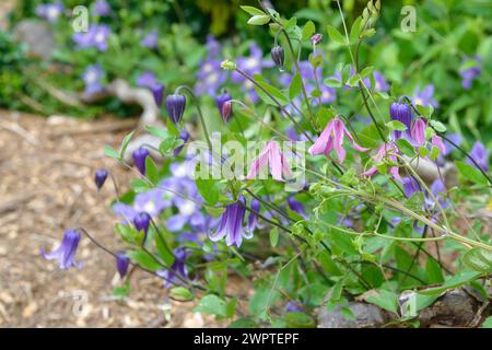 Clematis integrifolia 'Rosea', Clematis 'Rooguchi', Sachs Kindergarten, Radebeul, Sachsen, Deutschland Stockfoto