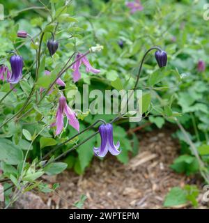 Clematis 'Rooguchi', Clematis integrifolia 'Rosea', Sachs Kindergarten, Radebeul, Sachsen, Deutschland Stockfoto