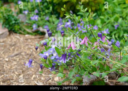 Clematis integrifolia 'Rosea', Clematis 'Rooguchi', Sachs Kindergarten, Radebeul, Sachsen, Deutschland Stockfoto