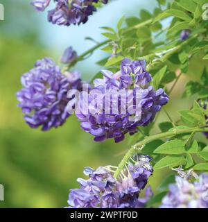 Amerikanischer blauer Regen (Wisteria frutescens „Longwood Purple“), Sächsisches Landesamt für Umwelt, Landwirtschaft und Geologie, Pillnitz, Sachsen, Deutschland Stockfoto
