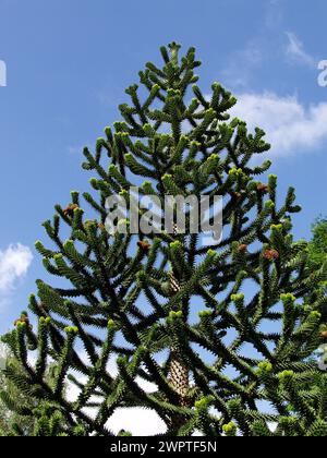 Araukarie araukanisch Stockfoto
