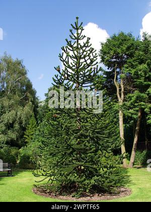 Araukarie araukanisch Stockfoto