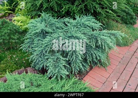 Cedrus deodara „Fühlin Blue“ Stockfoto