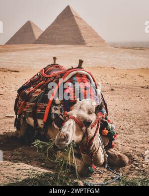 Ein Kamel vor dem Pyramidenkomplex von Gizeh Stockfoto