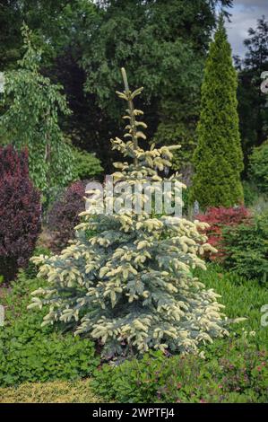 Blaufichte (Picea pungens „Bialobok“), Arboretum Woislowitz, Niemcza, Niederschlesien, Polen Stockfoto