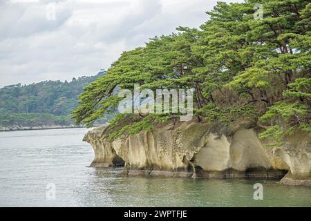 Japanische Rotkiefer (Pinus densiflora), Matsushima Bay, Matsushima, Honshu, Japan Stockfoto