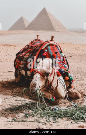 Ein Kamel vor dem Pyramidenkomplex von Gizeh Stockfoto