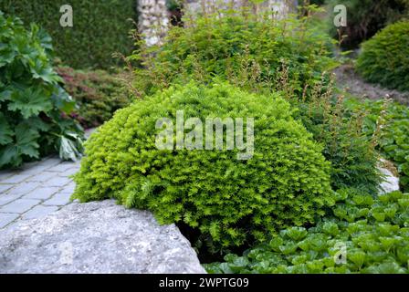 Zwergeibe (Taxus cuspidata 'Nana'), de Tuinen van Appeltern, Appeltern, 150 Stockfoto