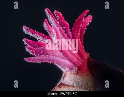 Nahaufnahme einer Corylus-Avellana, des gemeinen Hasels. Stockfoto