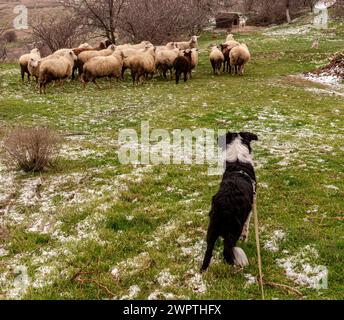 Ein Border Collie Welpe lernt die Schafe auf einer Farm an der Leine kennen. Stockfoto