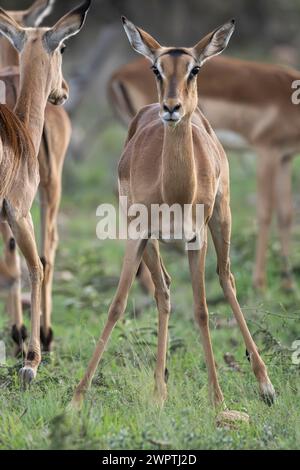 Herde der Schwarzkopfantilopen oder Impala (Aepyceros melampus) mit Jungen, Kindergarten, Madikwe Game Reserve, North West Province, Südafrika, RSA Stockfoto