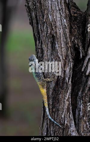 Blue-throated Agama (Acanthocercus atricollis), Madikwe Game Reserve, North West Province, Südafrika, RSA Stockfoto