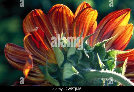 Nahaufnahme einer Sonnenblume mit hellorangen und gelben Blüten vor einem verschwommenen grünen Hintergrund Helianthus annuus Stockfoto