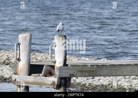 Eine Möwe sitzt auf einem Holzpfosten am Wasser, umgeben von einer friedlichen Atmosphäre Stockfoto