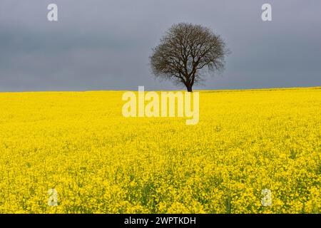Alte Englische Eiche (Quercus robur), am Hoedinger Berg, Hoedingen, Bodenseekreis, Oberschwaben, Baden-Württemberg, Deutschland Stockfoto