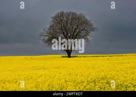 Alte Englische Eiche (Quercus robur), am Hoedinger Berg, Hoedingen, Bodenseekreis, Oberschwaben, Baden-Württemberg, Deutschland Stockfoto
