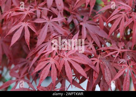 Japanischer Fanahorn (Acer palmatum 'Atropurpureum'), 81 Stockfoto