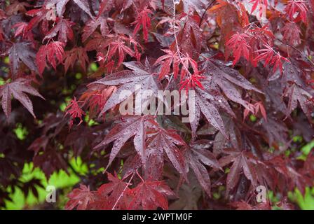 Roter Fächerahorn (Acer palmatum „Bloodgood“), Laussnitz, 81 Stockfoto