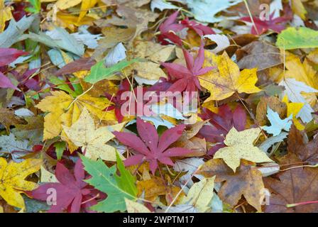 Blattfallen im Aceretum, japanischer Fächerahorn (Acer palmatum 'Osakazuki'), Weinahorn (Acer circinatum), Zoeschener Ahorn (Acer x zoeschense), Park Stockfoto