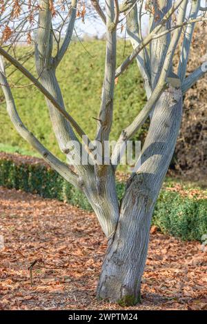 Amur Ahorn (Acer tegmentosum), Pruhonice Dendrologischer Garten, Pruhonice, Prag, Tschechische Republik Stockfoto