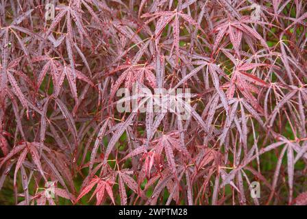 Japanischer Fächerahorn (Acer palmatum „Red Pygmy“), Schlosspark Dennenlohe, Unterschwaningen, 81 Stockfoto