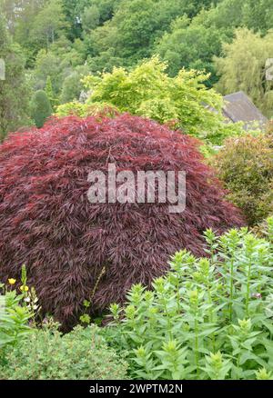 Japanischer Fan Farn (Acer palmatum 'Garnet'), Garden House, Yelverton, England, Großbritannien Stockfoto