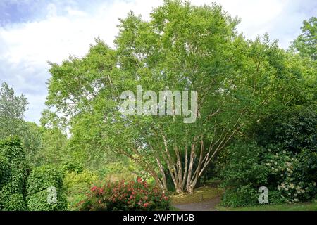 Goldene Birke (Betula ermanii „Grayswood Hill“), Garden House, Yelverton, England, Großbritannien Stockfoto