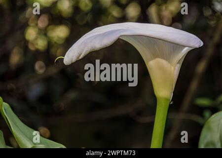 Seitenansicht einer weißen Arum-Lilienblume, halb beleuchtet vom Licht des Sonnenuntergangs, in einem Garten in der Nähe der Kolonialstadt Villa de Leyva. Stockfoto