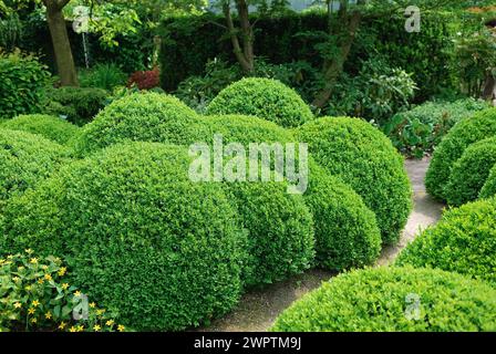Buchsbaum (Buxus sempervirens arborescens), de Tuinen van Appeltern, Appeltern, 150 Stockfoto