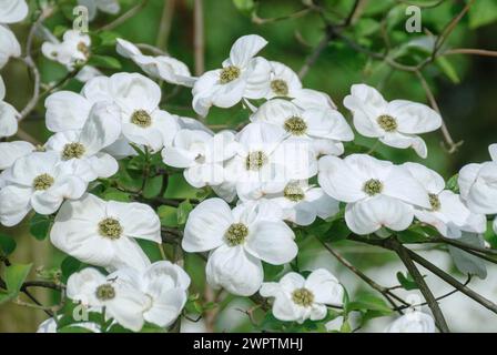 Nuttalls blühender Hartholz (Cornus „Ascona“), Hermannshof, Baden-Württemberg, Deutschland Stockfoto