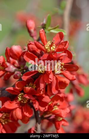 Chinesische Zierquitte (Chaenomeles speciosa HOT FIRER), HBLFA Wien-Schönbrunn, Wien, Österreich Stockfoto