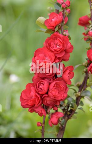 Chinesische Zierquitte (Chaenomeles speciosa „Scharlachensturm“), Leisnig, Sachsen, Deutschland Stockfoto