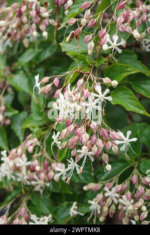 Japanischer Lotusbaum (Clerodendrum trichotomum), Botanischer Garten Dresden, Dresden, Sachsen, Deutschland Stockfoto