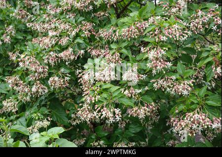 Japanischer Lotusbaum (Clerodendrum trichotomum), Botanischer Garten Dresden, Dresden, Sachsen, Deutschland Stockfoto