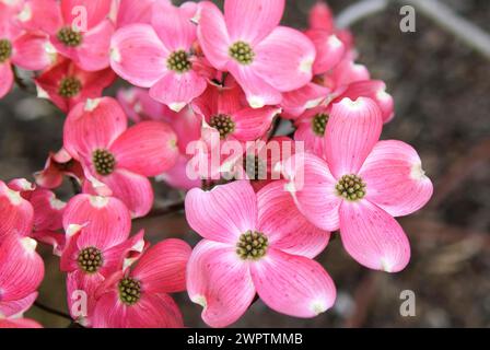 Amerikanischer blühender Hartholz (Cornus florida „Rubra“), Bellevue, Sachsen, Deutschland Stockfoto