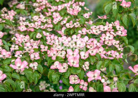 Chinesischer blühender Hartholz (Cornus kousa „Satomi“), Garden House, Yelverton, England, Großbritannien Stockfoto