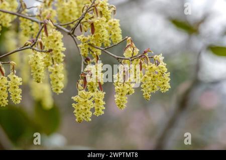 Scheinhasel (Corylopsis sinensis 'Spring Purple'), San Nazarro, Tessin, Schweiz Stockfoto