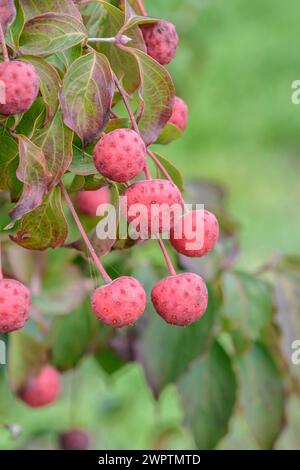 Blühender Hartholz (Cornus kousa „Wieting's Select“), Bundessortenamt Pruefstelle Marquardt, Marquardt, Brandenburg, Deutschland Stockfoto