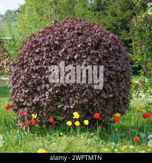 Violette Haselnuss (Corylus maxima „purpurea“) Stockfoto