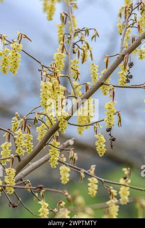 Scheinhasel (Corylopsis sinensis 'Spring Purple'), San Nazarro, Tessin, Schweiz Stockfoto