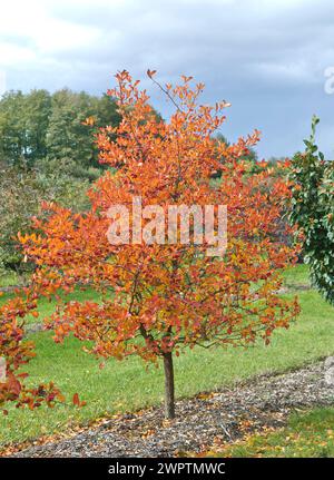 Pflaumenblättriger Weißdorn (Crataegus x persimilis 'MacLeod'), Bundessortenamt Potsdam-Marquardt, Brandenburg, Deutschland Stockfoto